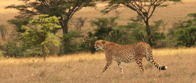 Mahali Mzuri Camp (Masai Mara) Kenya - www.PhotoSafaris.travel