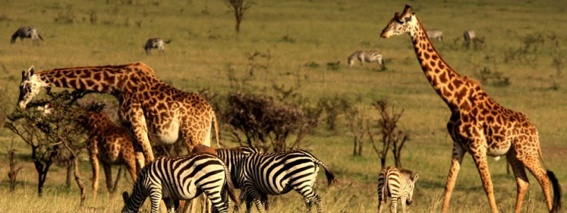 Mahali Mzuri Camp (Masai Mara) Kenya - www.PhotoSafaris.travel