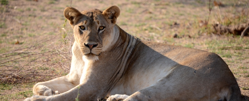 Makanyane Safari Lodge (Madikwe Game Reserve) South Africa - www.PhotoSafaris.travel