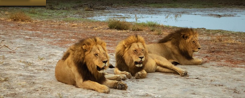 Mapula Lodge (Okavango Delta) Botswana - www.PhotoSafaris.travel