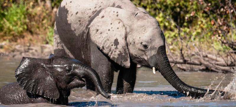 Mapula Lodge (Okavango Delta) Botswana - www.PhotoSafaris.travel