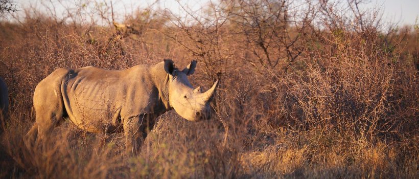 Mateya Safari Lodge (Madikwe Game Reserve) South Africa