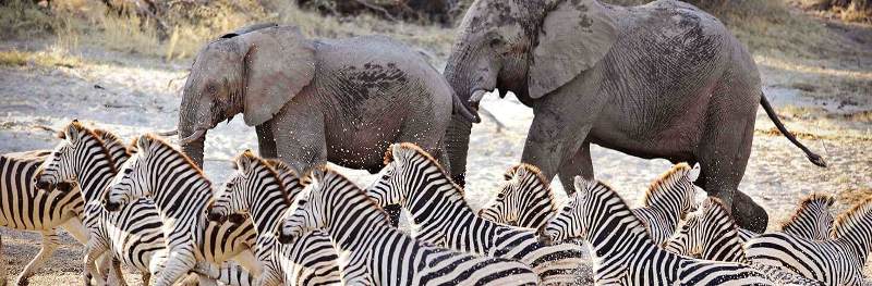 Untamed Botswana Safari (11 Days) - www.PhotoSafaris.travel