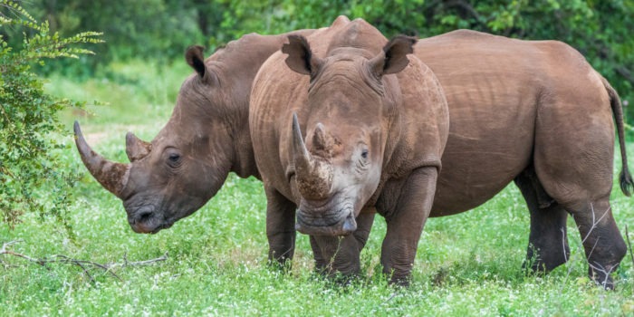 Misava Camp (Klaserie Game Reserve) South Africa - www.PhotoSafaris.travel