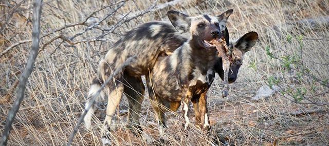 Misava Camp (Klaserie Game Reserve) South Africa - www.PhotoSafaris.travel