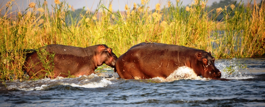 Lugenda Wilderness Lodge (Nyassa Wildlife Reserve) Mozambique - www.PhotoSafaris.travel