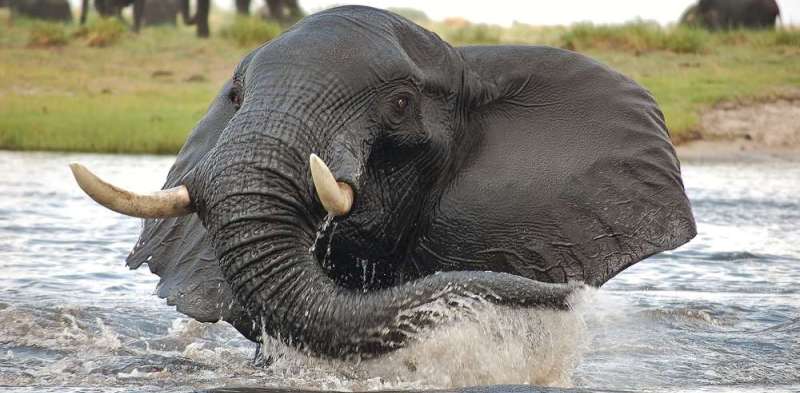 Muchenje Safari Lodge (Chobe National Park) Botswana - www.PhotoSafaris.travel