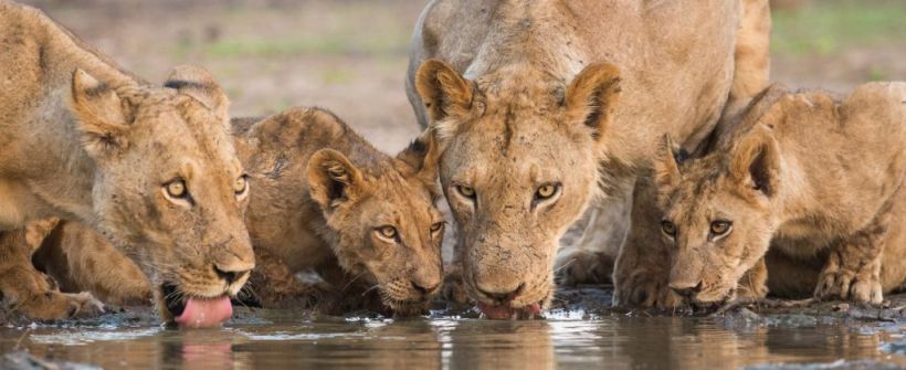 Musango Safari Camp (Matusadona National Park / Lake Kariba) Zimbabwe - www.PhotoSafaris.travel