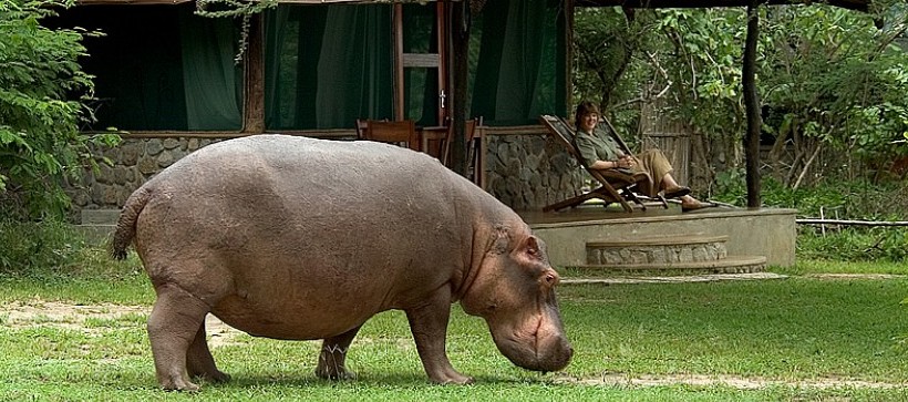 Mvuu Wilderness Camp (Liwonde National Park) Malawi - www.PhotoSafaris.travel