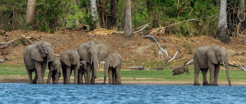 Mvuu Wilderness Camp (Liwonde National Park) Malawi - www.PhotoSafaris.travel