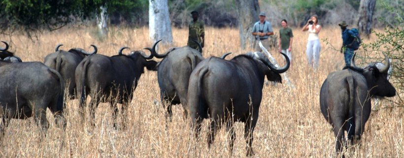 Mwaleshi Camp (North Luangwa National Park) Zambia - www.PhotoSafaris.travel