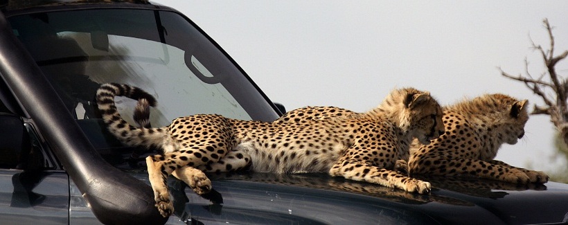 Naboisho Camp (Naboisho Conservancy / Masai Mara) Kenya - www.PhotoSafaris.travel