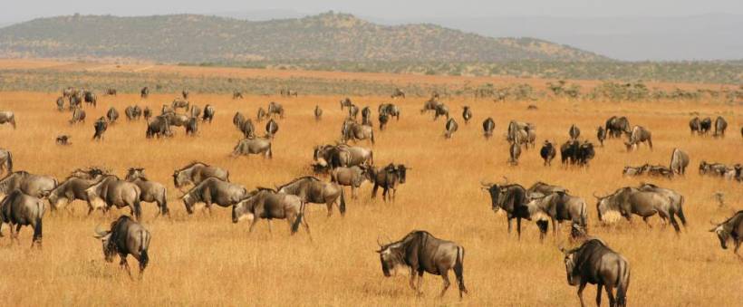 Naboisho Camp (Naboisho Conservancy / Masai Mara) Kenya - www.PhotoSafaris.travel