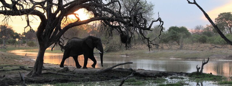 Nokanyana Camp (Moremi Game Reserve) Botswana - www.PhotoSafaris.travel