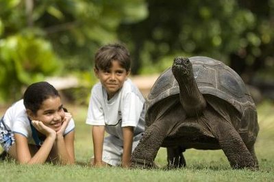 Giant Tortoise on North Island - North Island (Seychelles Islands) Indian Ocean - www.PhotoSafaris.travel 