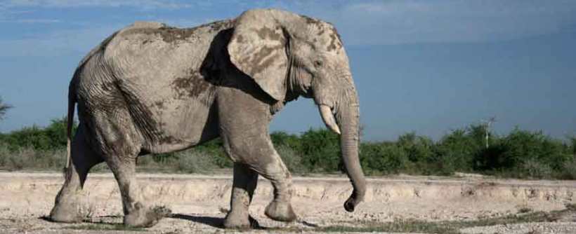 Nxai Pan Camp (Nxai Pan National Park - Adjoining the Makgadikgadi Pans) Botswana - www.PhotoSafaris.travel