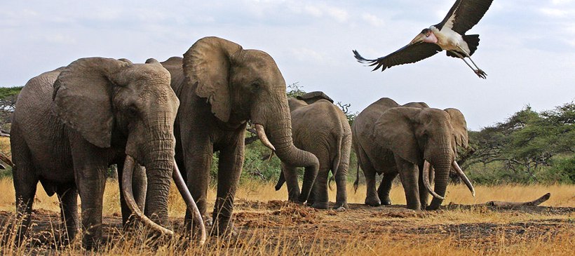 Ol Donyo Lodge (Amboseli National Park / Chyulu Hills Region) Kenya - www.PhotoSafaris.travel