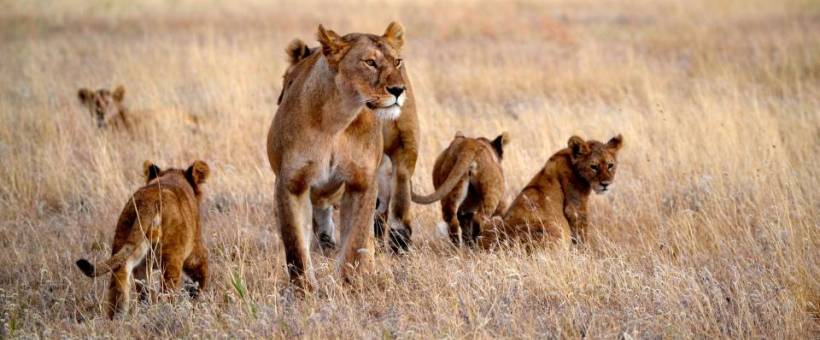 Olakira Camp (South and Central Serengeti) Tanzania - www.PhotoSafaris.travel