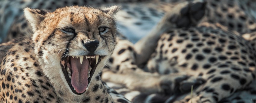 Ol Seki Mara Camp (Eastern Koyiaki Conservation Area - North of the Masai Mara) Kenya - www.PhotoSafaris.travel