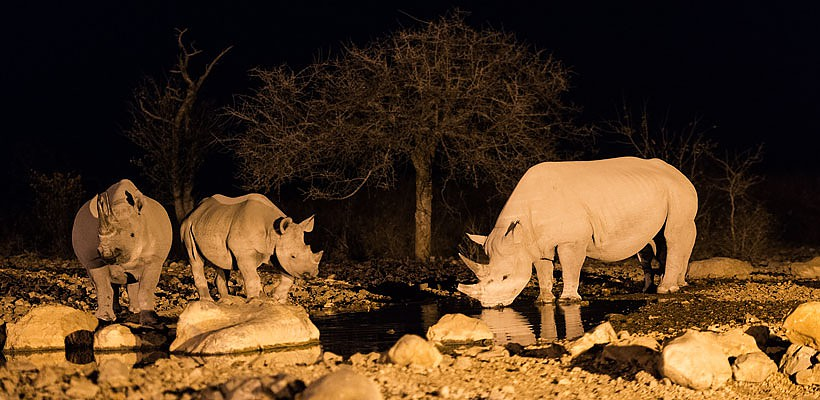 Ongava Lodge (Etosha Region) Namibia - www.PhotoSafaris.travel