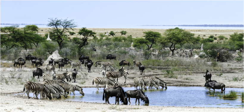 Onguma Tree Top Lodge - www.PhotoSafaris.travel