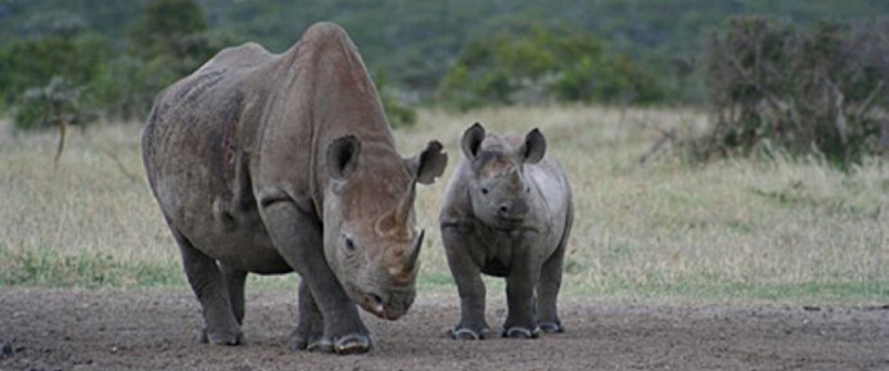 The Wilderness Fly-Drive Safari - Kenya (8 Days) - www.PhotoSafaris.travel