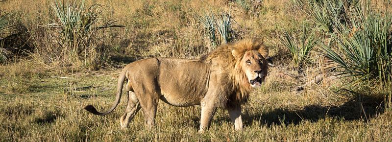 Qorokwe Camp (Okavango Delta) Botswana with Wilderness Safaris - www.PhotoSafaris.travel