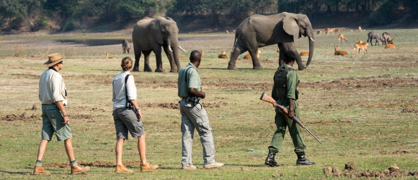 The South Luangwa Walking Safari (11 Days) - www.Photosafaris.travel