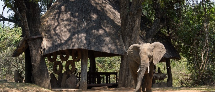 The South Luangwa Walking Safari (11 Days) - www.Photosafaris.travel