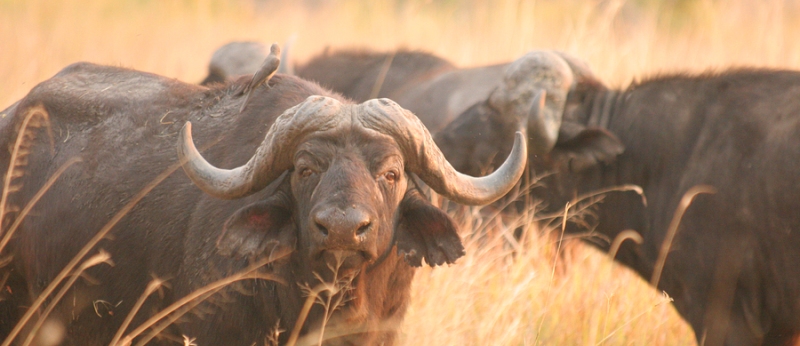 Rra Dinare Camp (Okavango Delta) Botswana - www.PhotoSafaris.travel