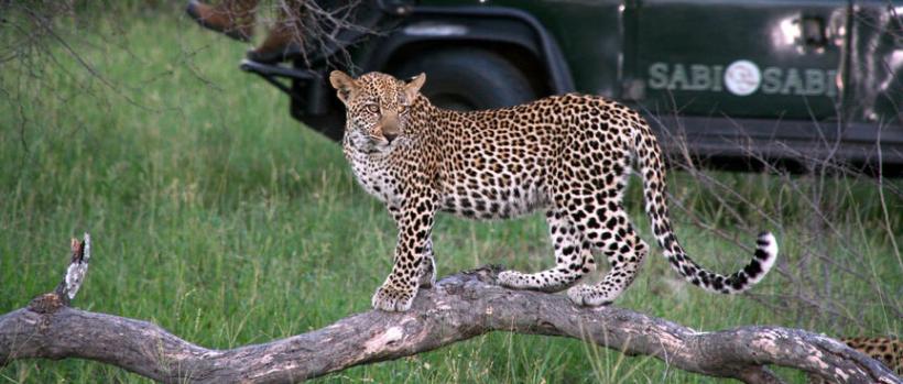 Sabi Sabi Bush Lodge (Sabi Sand Game Reserve) South Africa - www.PhotoSafaris.travel