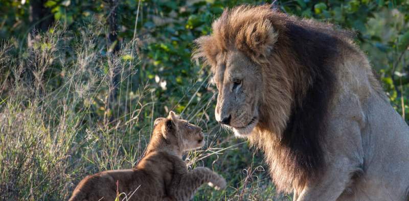 Sable Alley Camp (Kwai Concession) Botswana - www.PhotoSafaris.travel