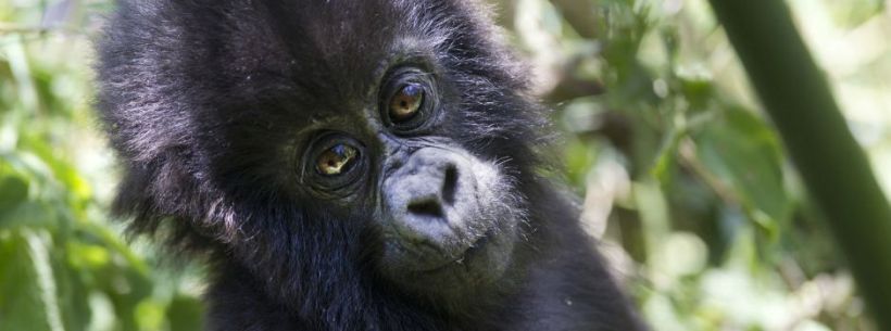 Sabyinyo Silverback Lodge (Parc National Des Volcans) Rwanda - www.PhotoSafaris.travel