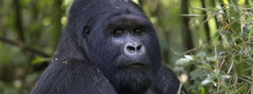 Sabyinyo Silverback Lodge (Parc National Des Volcans) Rwanda - www.PhotoSafaris.travel