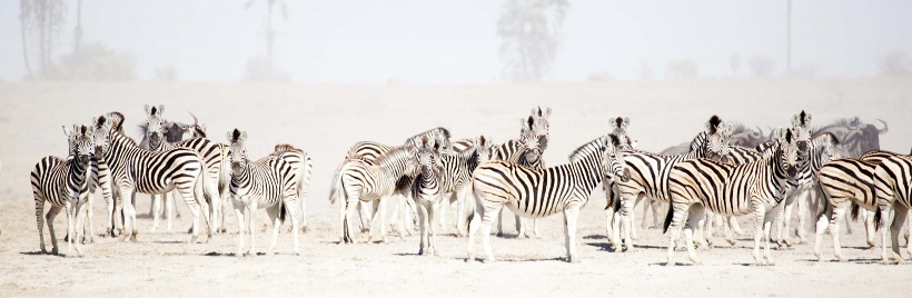 San Safari Camp (Makgadikgadi Pans) Botswana - www.PhotoSafaris.travel