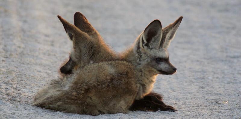 Picture by Greg Hartman. San Safari Camp (Makgadikgadi Pans) Botswana - www.PhotoSafaris.travel