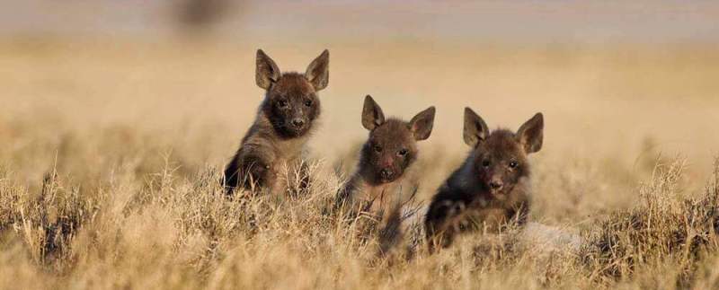 San Safari Camp (Makgadikgadi Pans) Botswana - www.PhotoSafaris.travel