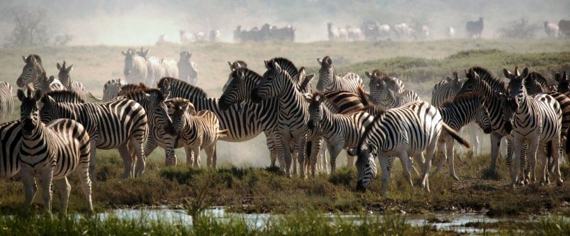 San Safari Camp (Makgadikgadi Pans) Botswana - www.PhotoSafaris.travel