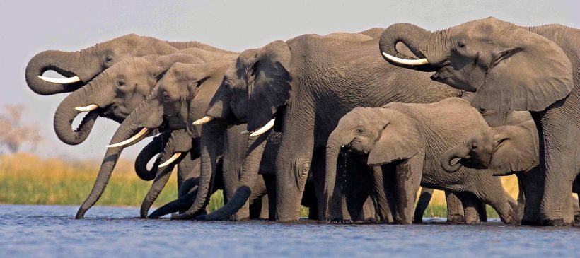 Selinda Camp (Selinda Reserve) Botswana - www.PhotoSafaris.travel