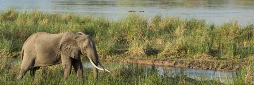 The Retreat Selous (Selous Game Reserve) Tanzania - www.PhotoSafaris.travel