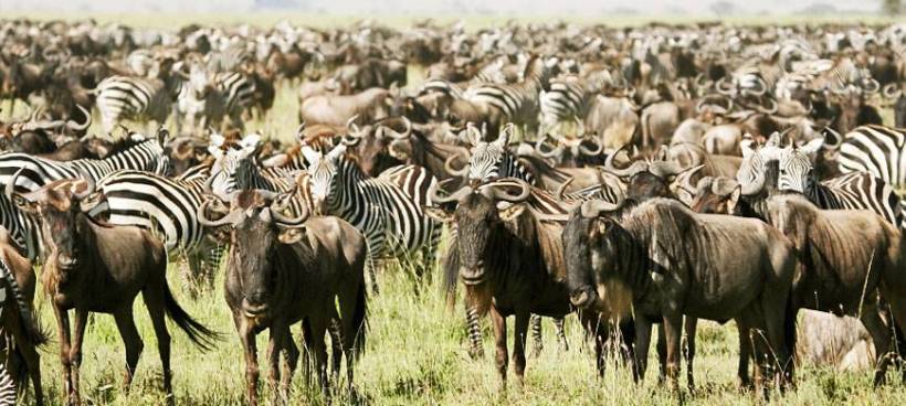 Serengeti Pioneer Camp (Southern Serengeti National Park) Tanzania - www.PhotoSafaris.travel