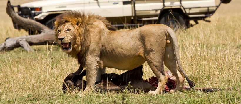 Serengeti Bushtops (Serengeti National Park) Tanzania - www.PhotoSafaris.travel