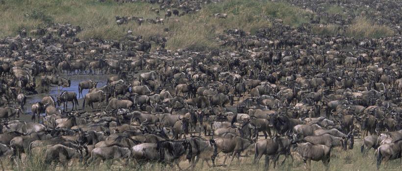 Serengeti Pioneer Camp (Southern Serengeti National Park) Tanzania - www.PhotoSafaris.travel