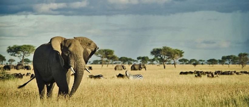 Serengeti Simba Camp (Serengeti National Park) Tanzania - www.PhotoSafaris.travel