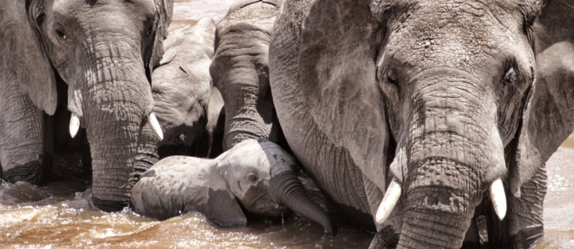 Serian (Mara North Conservancy - North of the Masai Mara Game Reserve)  Kenya - www.PhotoSafaris.travel