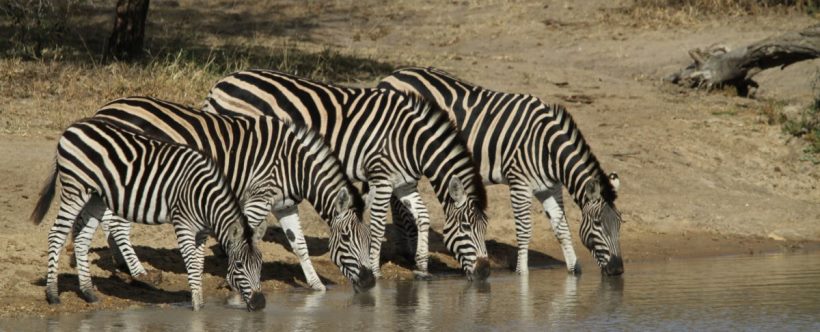 Shindzela Tented Camp (Timbavati Game Reserve) South Africa - www.PhotoSafaris.travel