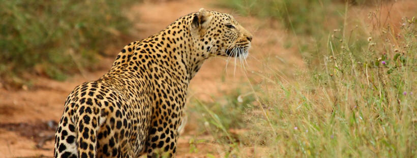 Thornybush Shumbalala Lodge (Thornybush Game Reserve) South Africa - www.PhotoSafaris.travel