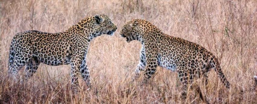 Singita Boulders Lodge (Sabi Sand Game Reserve) South Africa - www.PhotoSafaris.travel