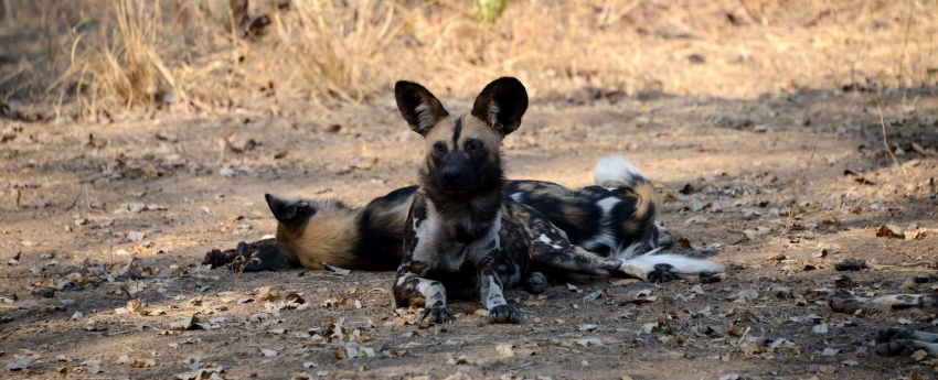 Singita Ebony Lodge (Sabi Sand Game Reserve) South Africa - www.PhotoSafaris.travel \