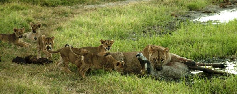 Somalisa Camp (Hwange National Park) Zimbabwe - www.PhotoSafaris.travel